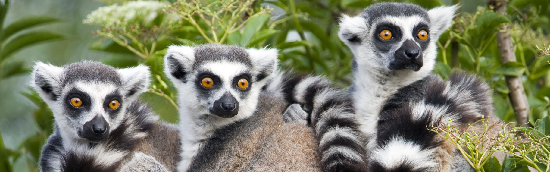 Antananarivo (Madagascar) Tour ETHOSA-05